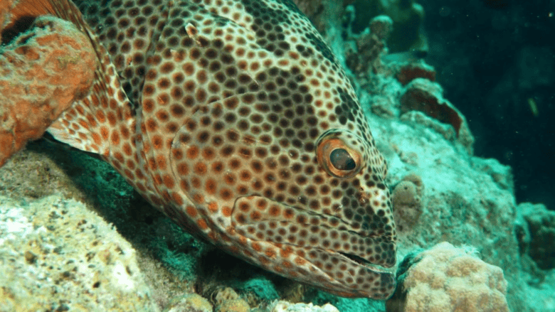 Coral reef during scuba diving on Bonaire