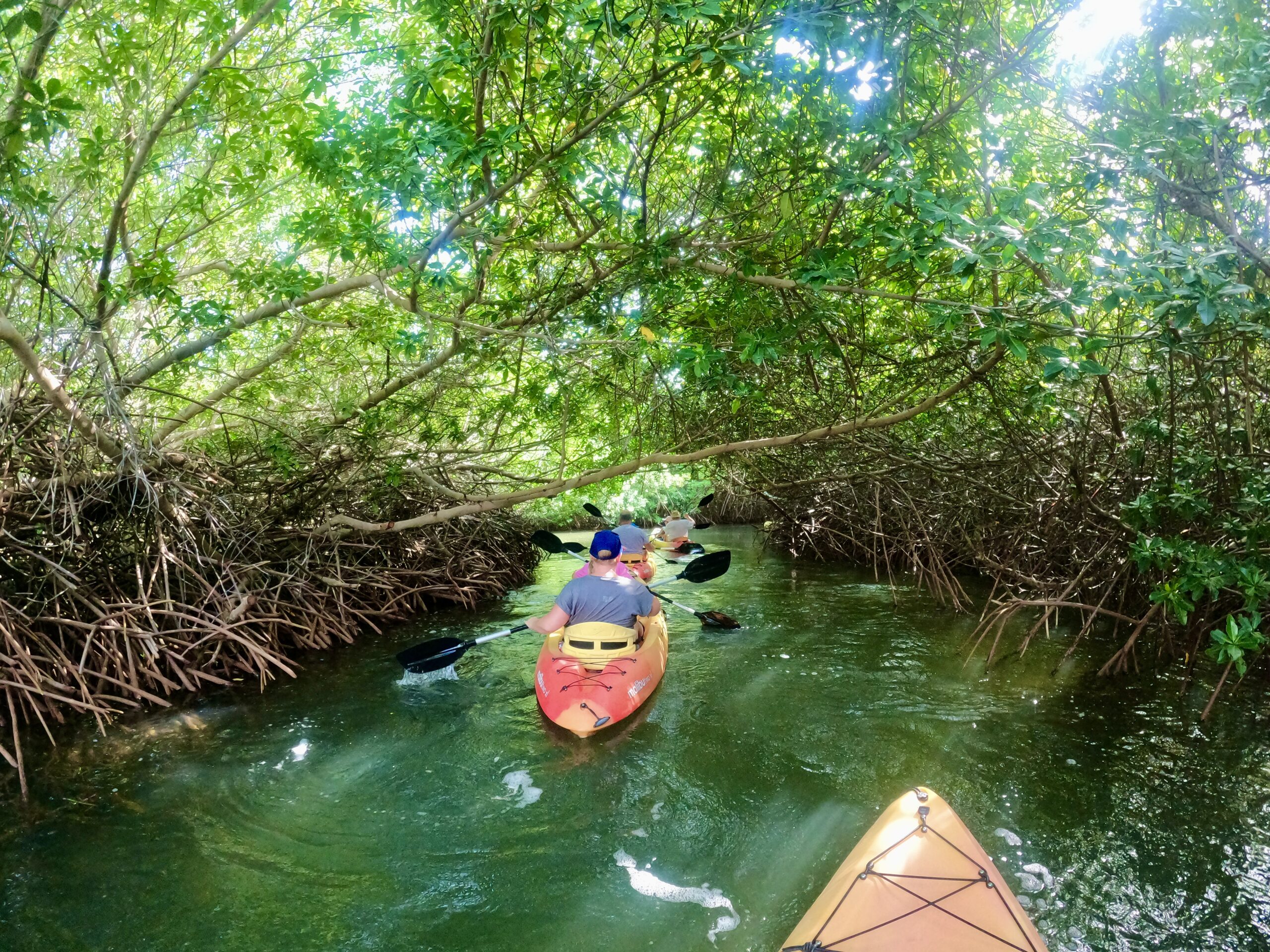 Go with a kayak through the Mangroves of Bonaire - organised by the mangrove kayak center Bonaire