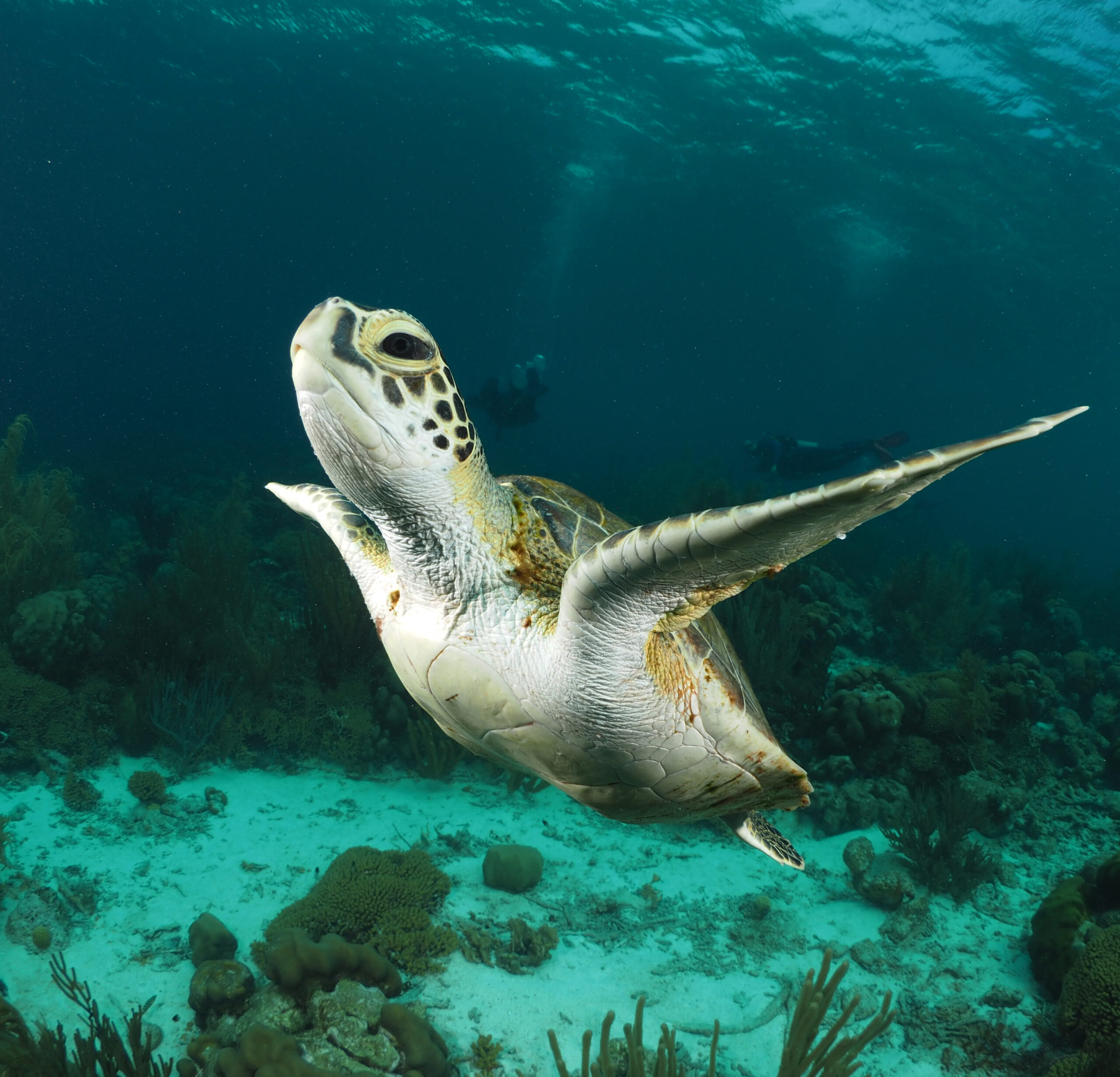 Hello beauty! In the waters of Bonaire you will see turtles when diving or going for a snorkelling trip. More information you can find at the Sea turtle foundation Bonaire
