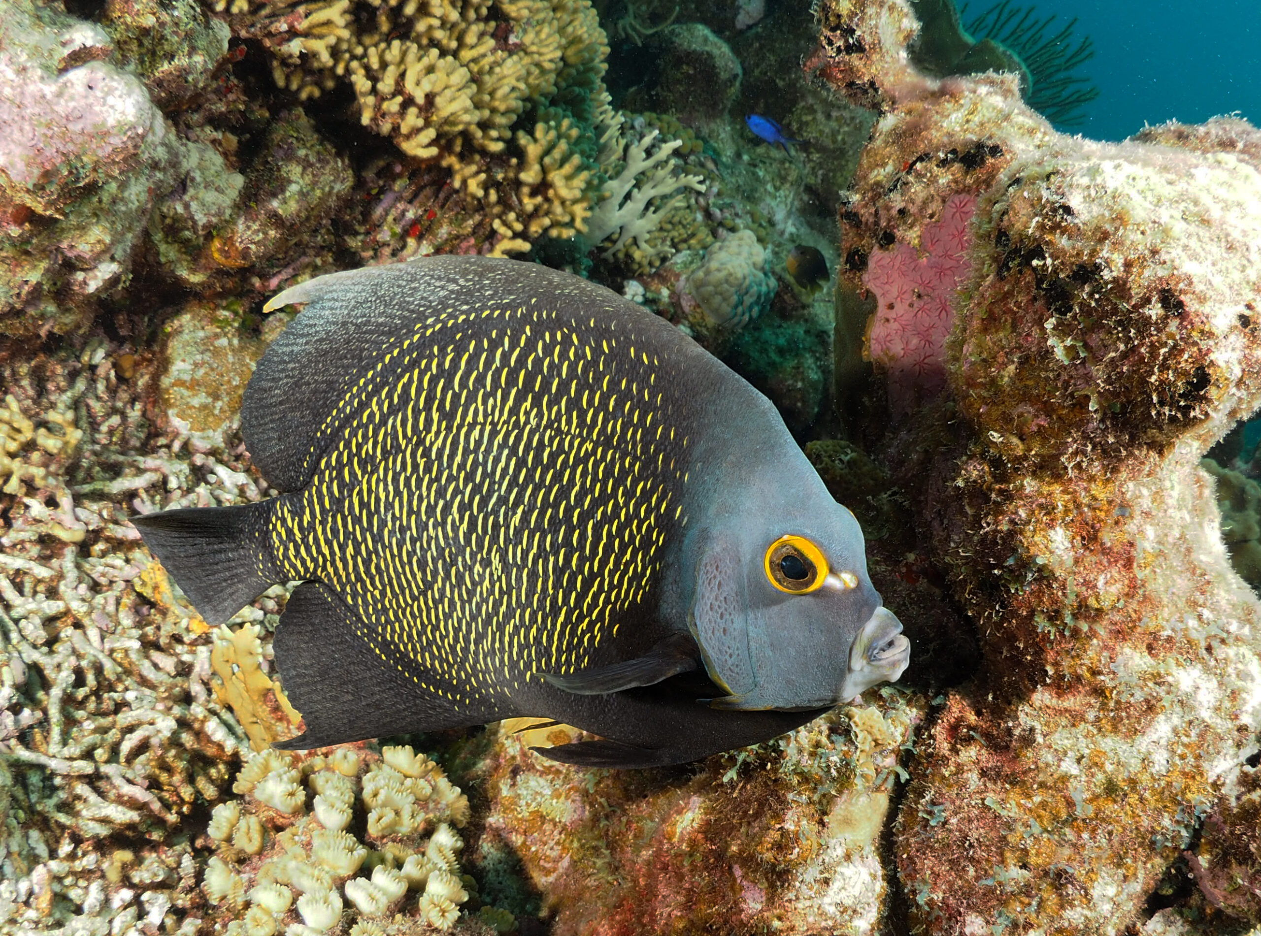 Scuba diving, 1000 steps Bonaire