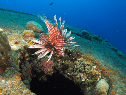 Scuba diving, 1000 steps Bonaire