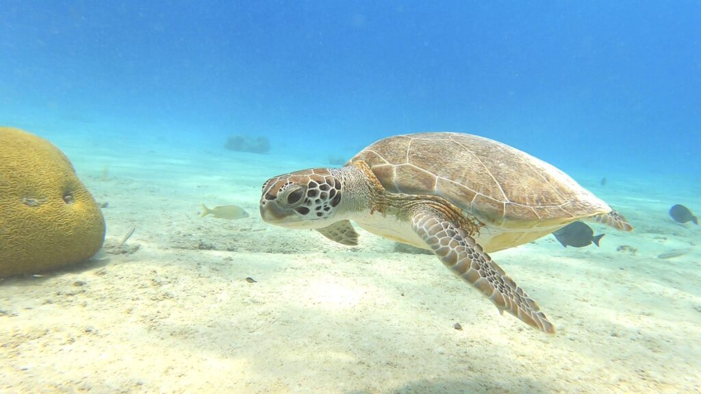 Sea turtle Salt Pier Bonaire