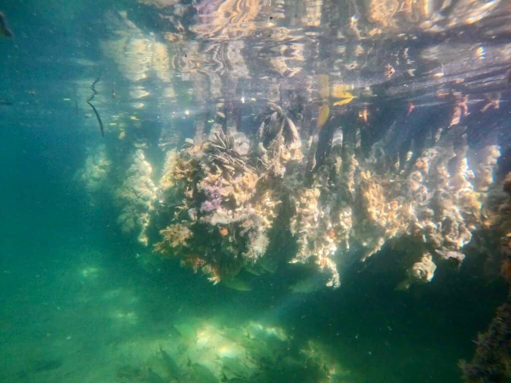 Group kayaking through the mangroves at Lac Bay on Bonaire